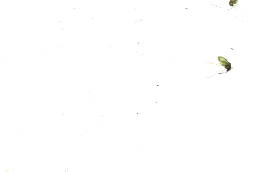 Image 46